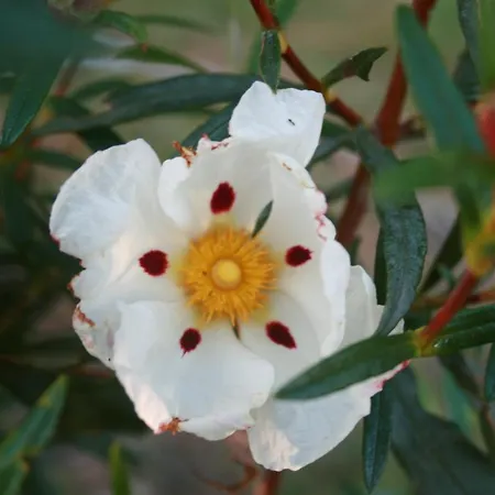 La Morada De *
